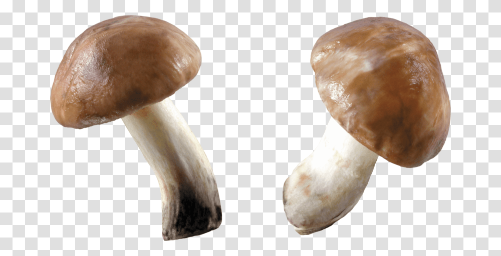 Mushroom, Plant, Fungus, Amanita, Agaric Transparent Png