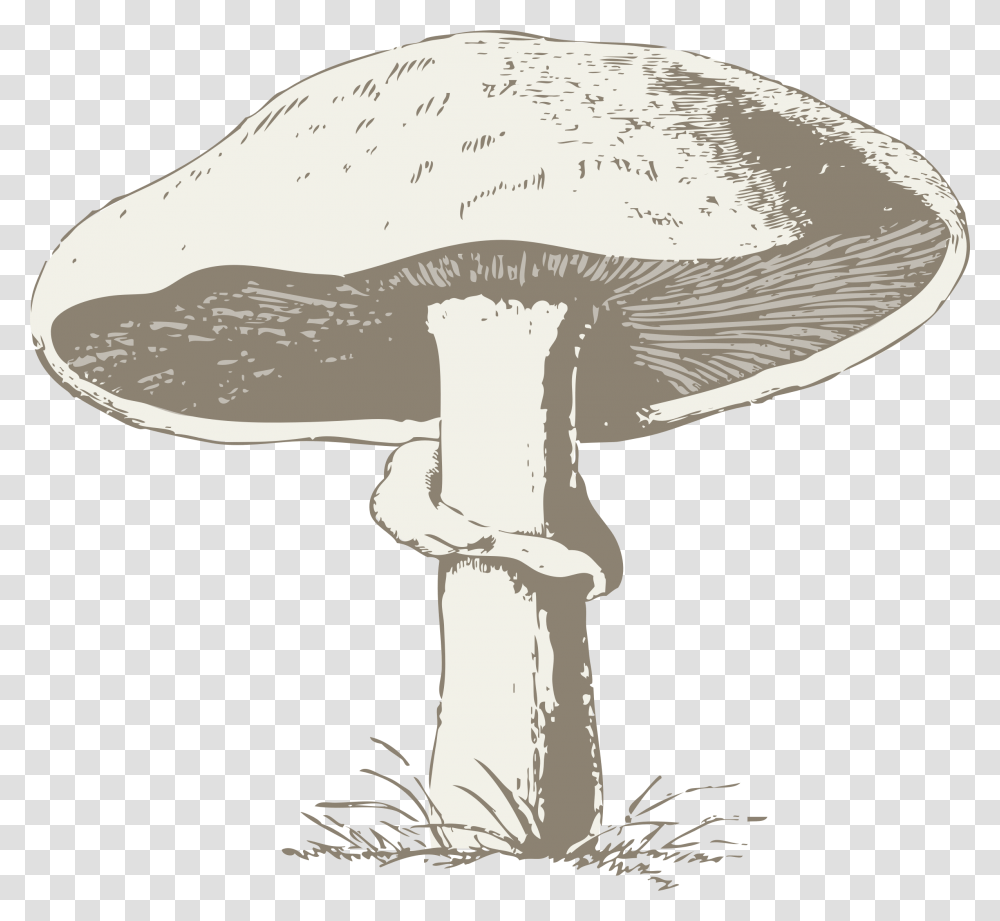 Mushroom Poisonous Toxic Free Picture Mushroom Line Art, Plant, Fungus, Agaric, Amanita Transparent Png