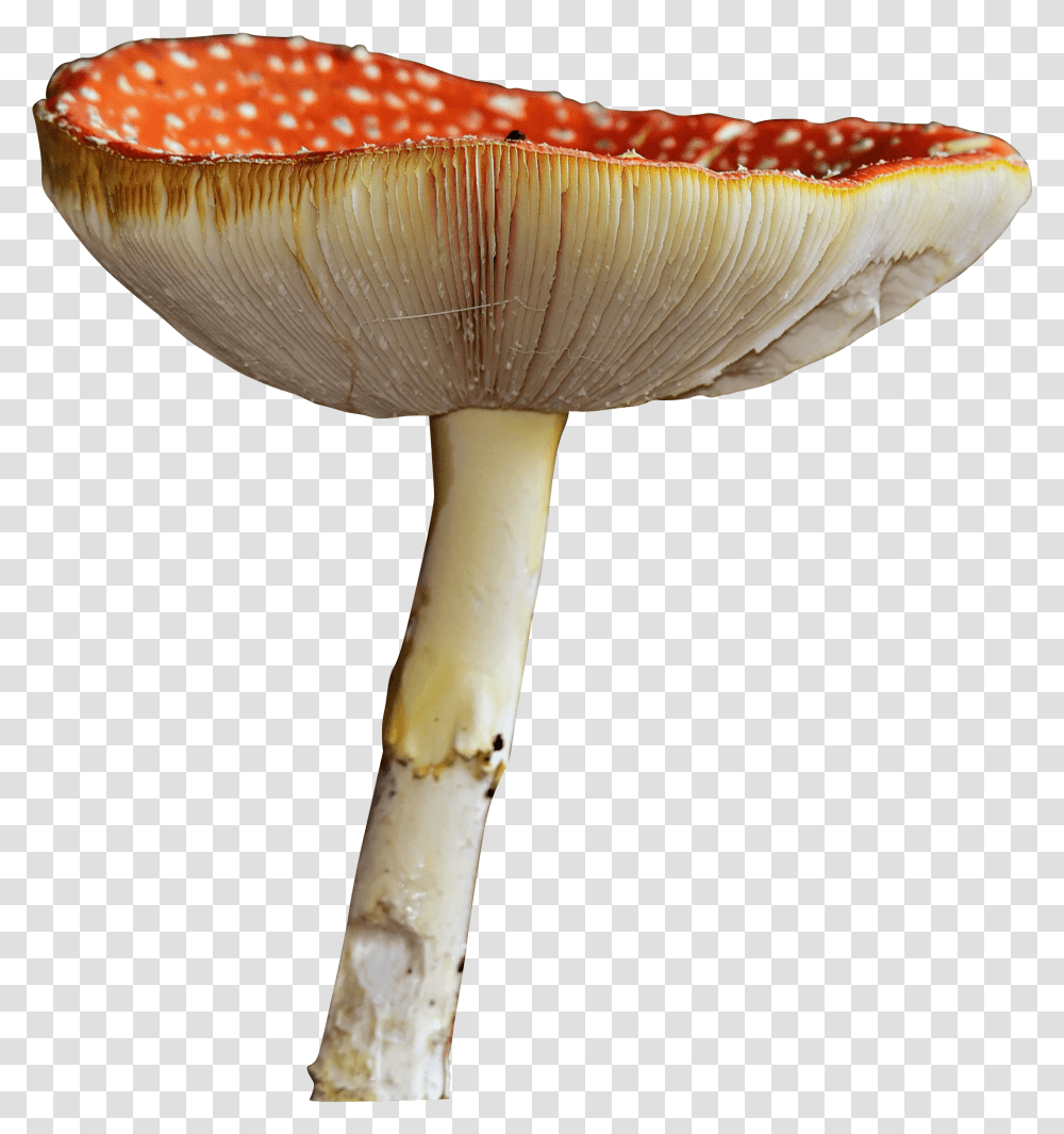 Mushroom Russula Integra, Fungus, Plant, Amanita, Agaric Transparent Png
