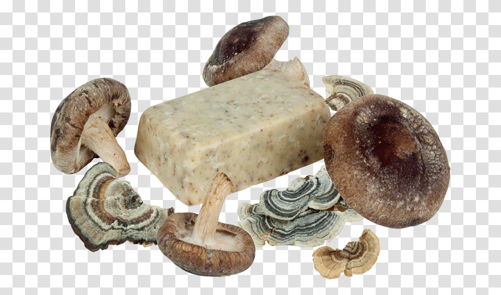Mushroom SoapData Rimg LazyData Rimg Scale Eumenidae, Fungus, Plant, Sea Life, Animal Transparent Png