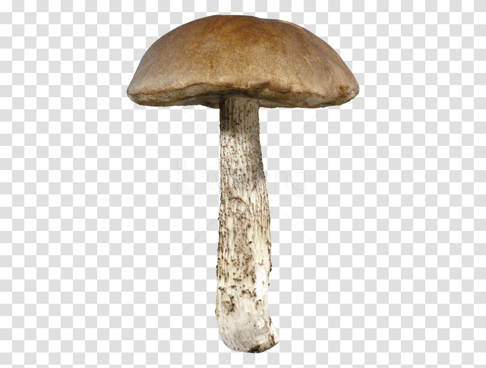 Mushroompenny Bunagaricboleteedible Mushroommedicinal Mushroom, Plant, Fungus, Amanita Transparent Png