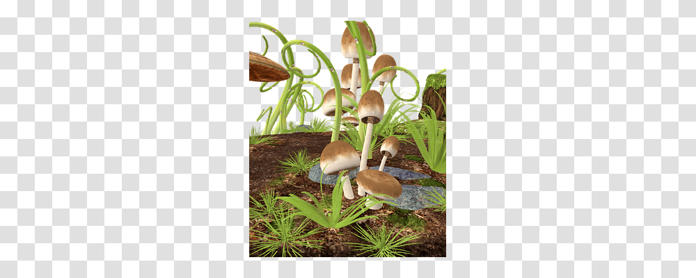 Mushrooms Nature, Plant, Fungus, Agaric Transparent Png