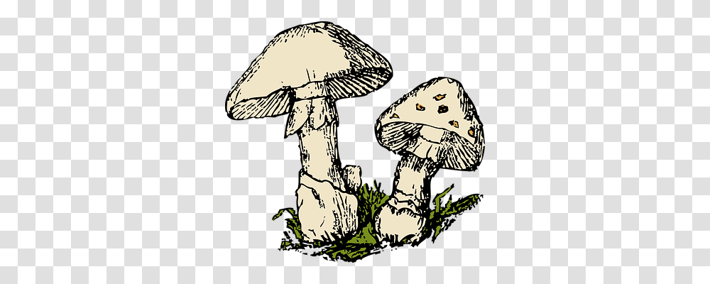 Mushrooms Technology, Plant, Amanita, Agaric Transparent Png