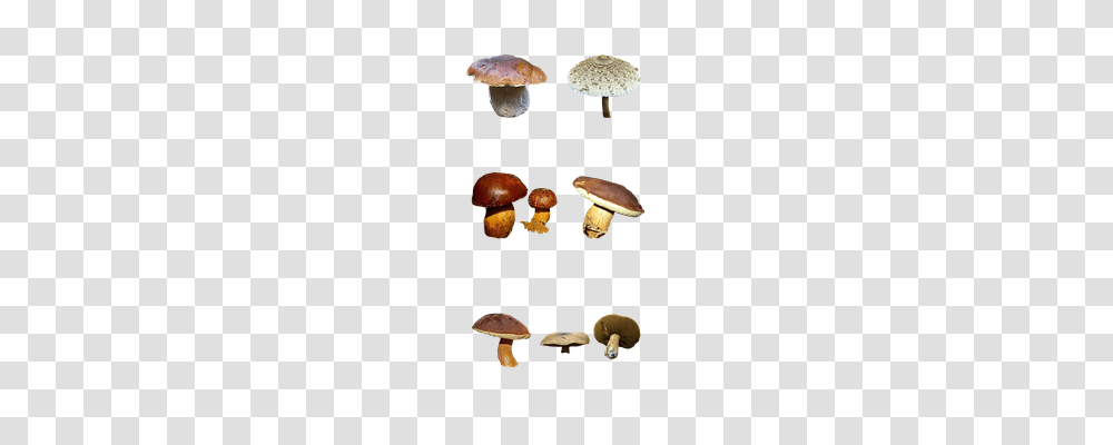 Mushrooms Nature, Plant, Grain, Produce Transparent Png