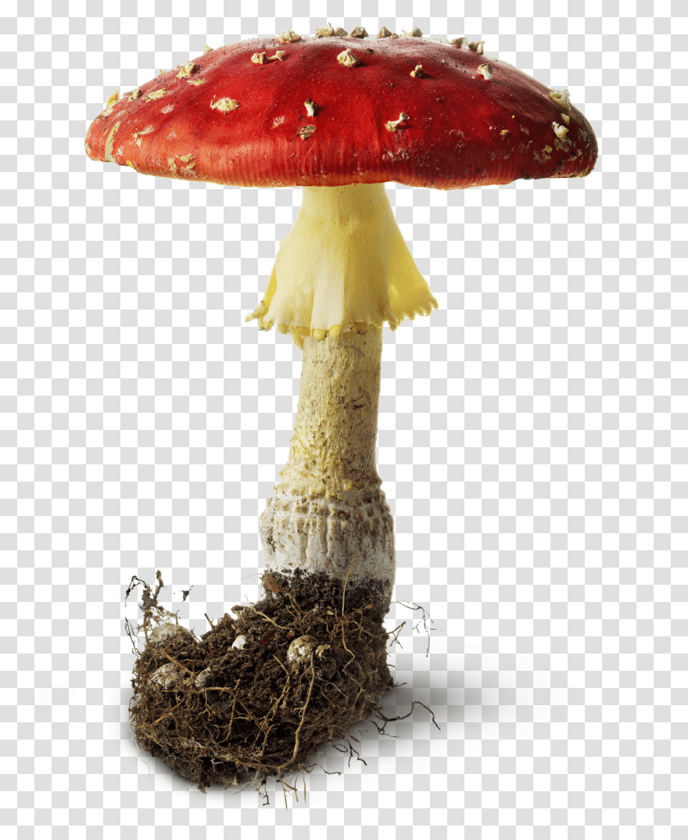 Mushrooms And Toadstools 42891 Free Icons And Hongo, Fungus, Plant, Amanita, Agaric Transparent Png