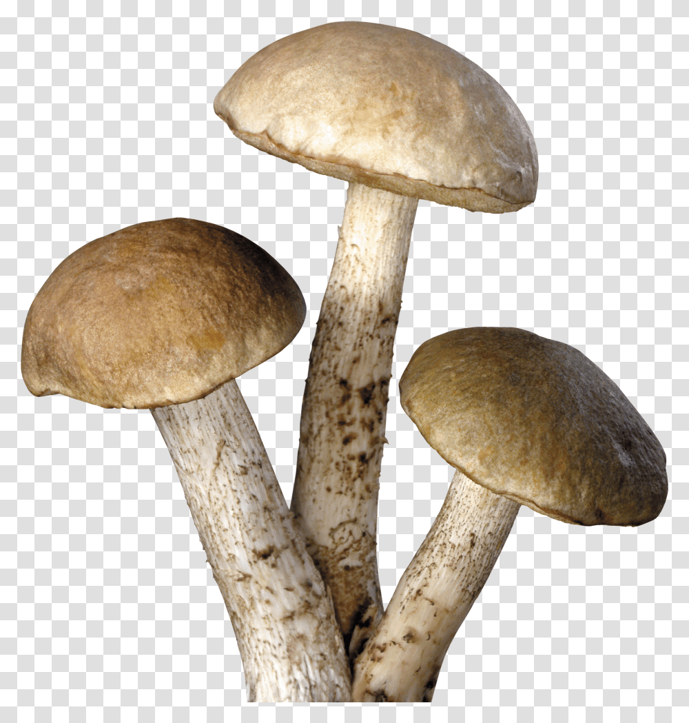 Mushrooms Background Transparent Png
