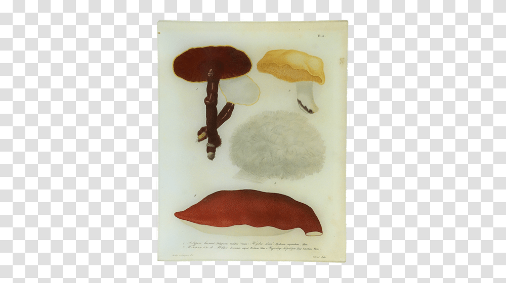Mushrooms, Food, Stain Transparent Png