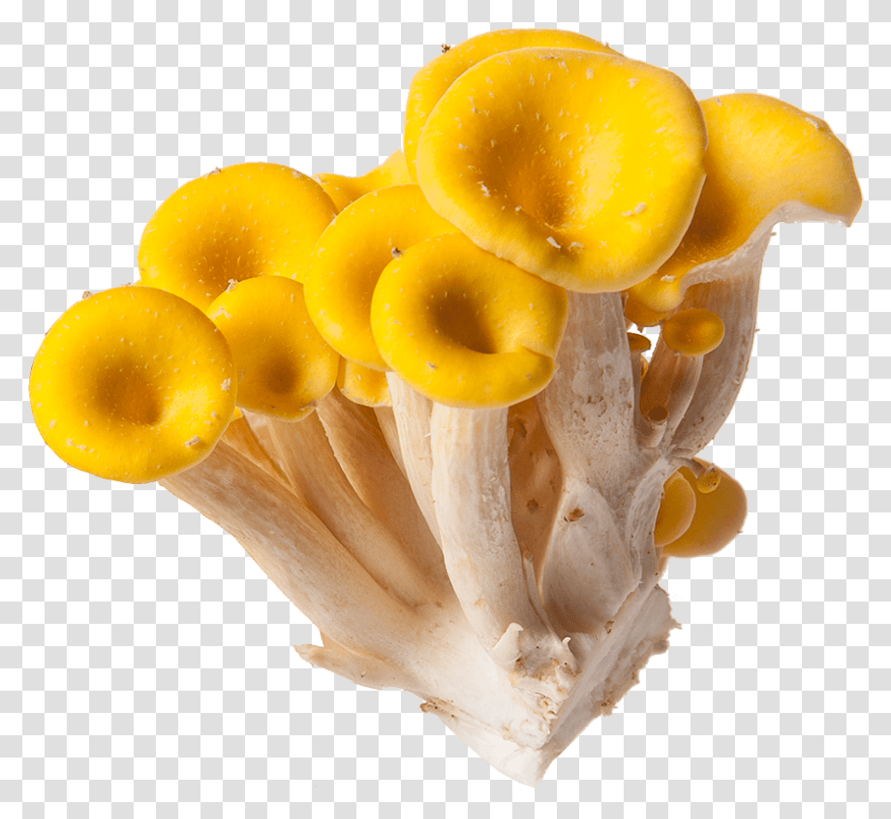 Mushrooms, Fungus, Plant, Amanita, Agaric Transparent Png