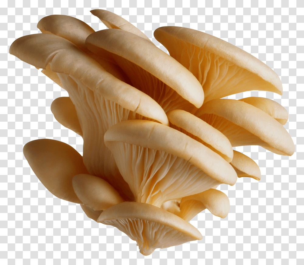 Mushrooms Nature Mushroom, Fungus, Plant, Agaric, Amanita Transparent Png