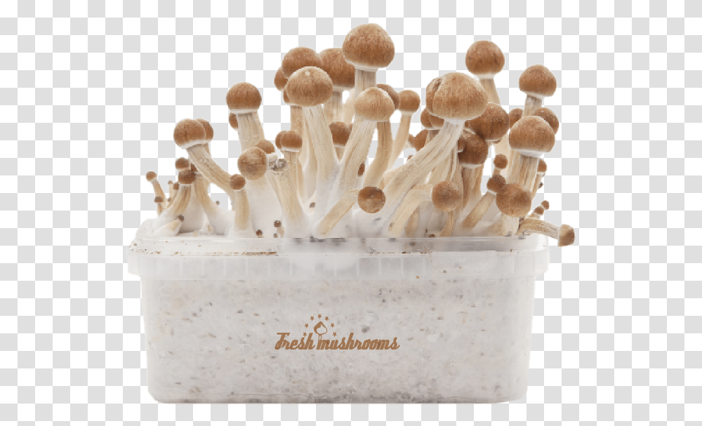Mushrooms, Plant, Fungus, Wedding Cake, Dessert Transparent Png