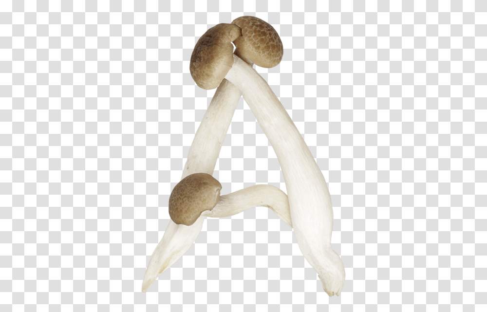 Mushrooms Shaped Like Letters, Plant, Agaric, Fungus, Bird Transparent Png