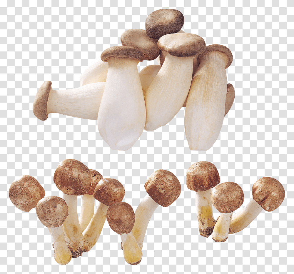 Mushrooms Transparent Png