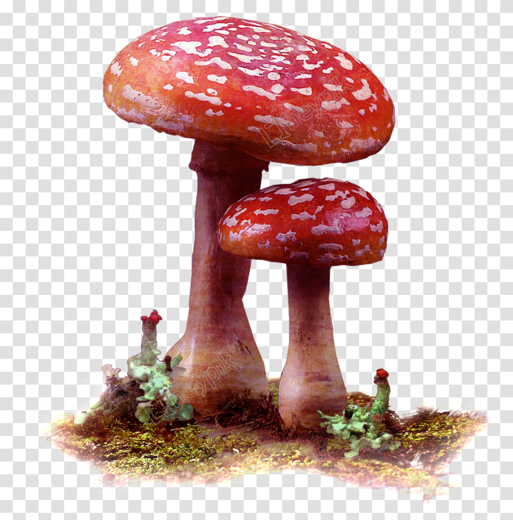 Mushrooms Vector Wild Mushroom Red Mushrooms, Plant, Amanita, Agaric, Fungus Transparent Png