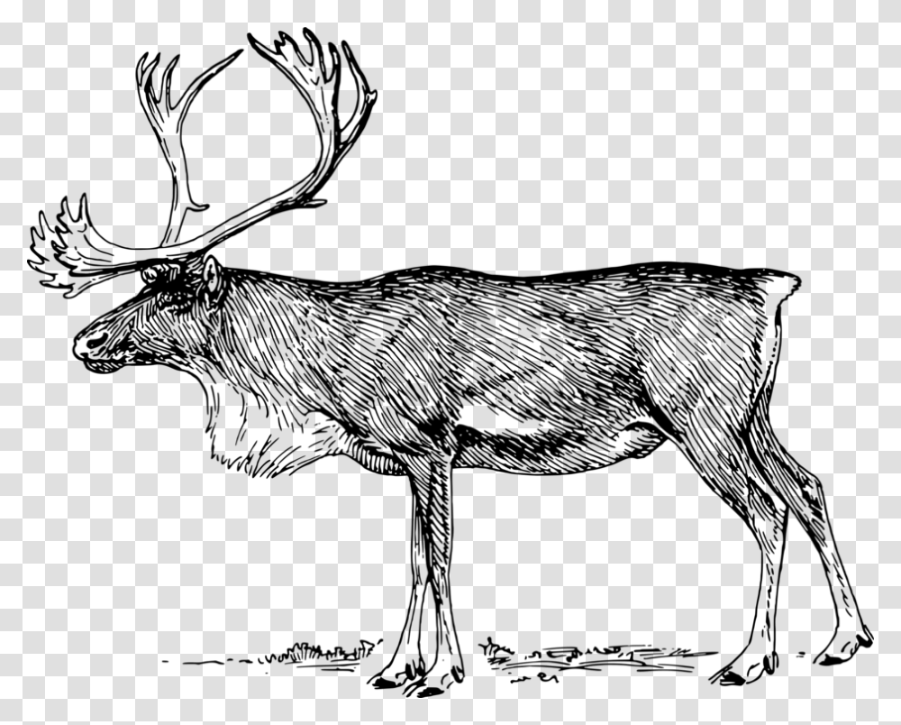 Musk Deermonochrome Photographydeer Caribou Clipart Black And White, Gray, World Of Warcraft Transparent Png