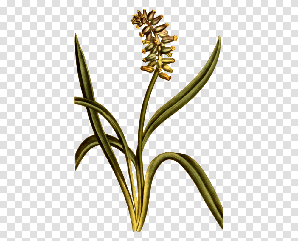 Musk Grape Hyacinth Cut Flowers Plant Stem, Tree, Blossom, Amaryllidaceae, Anther Transparent Png