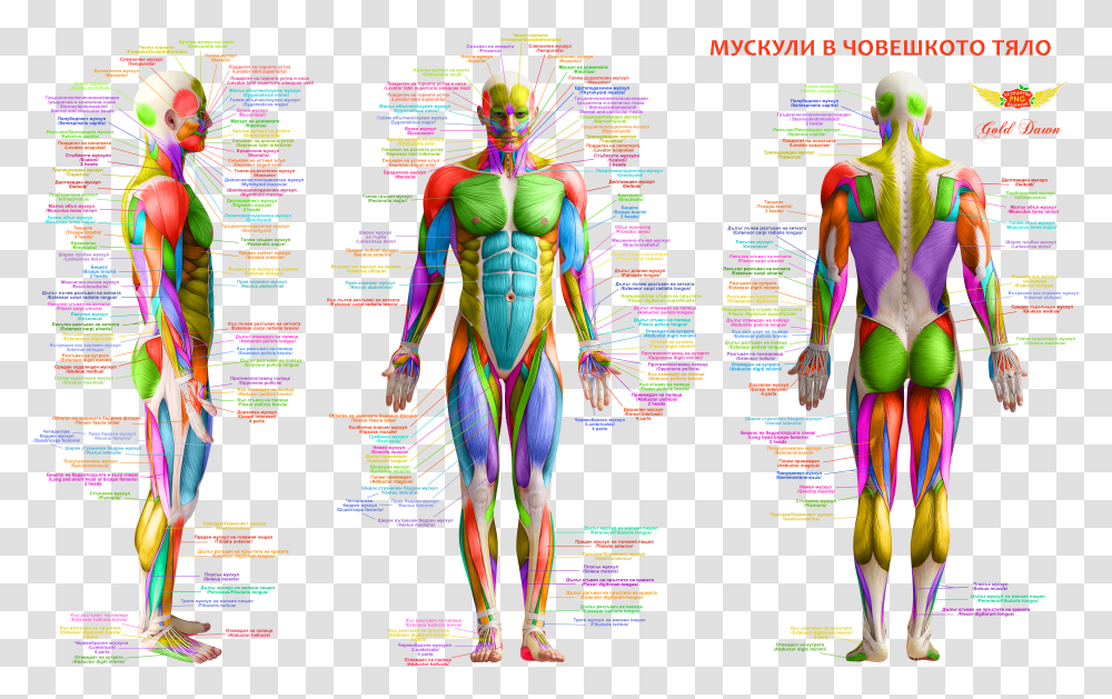 Muskuli V Choveshkoto Tyalo Body Muscles Anatomy Free Major Muscles Of The Human Body Transparent Png
