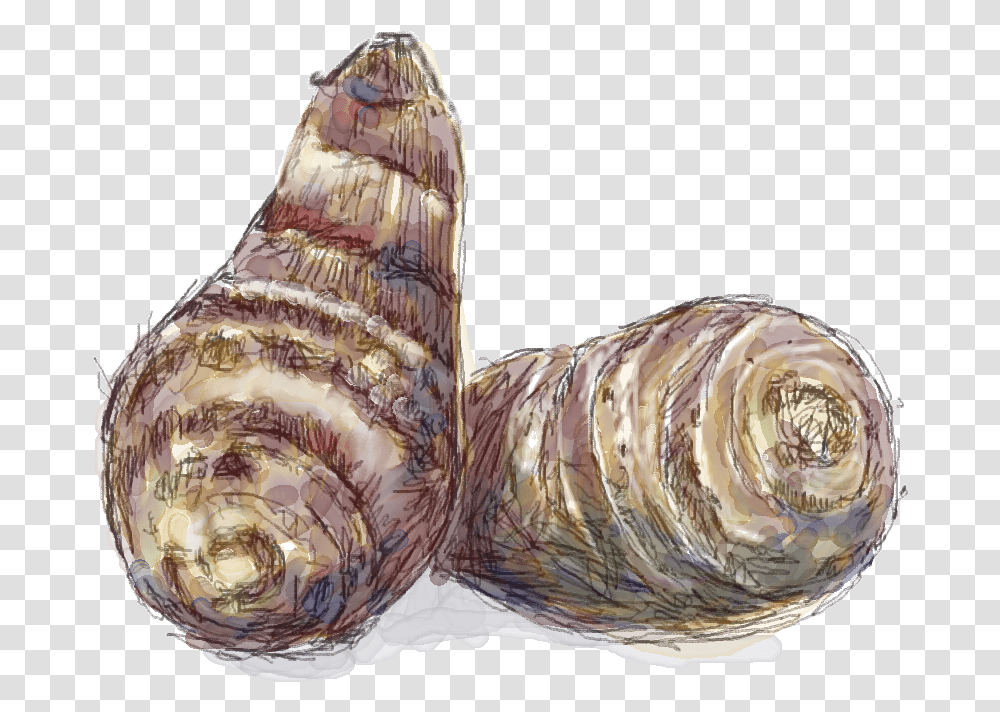 Mussel, Seashell, Invertebrate, Sea Life, Animal Transparent Png