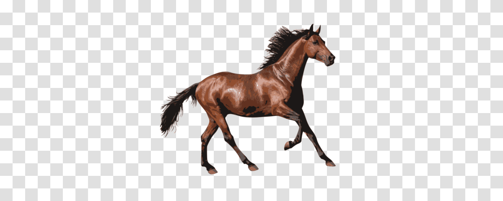 Mustang Equestrian Wild Horse Decal Horse Racing, Mammal, Animal, Colt Horse, Antelope Transparent Png