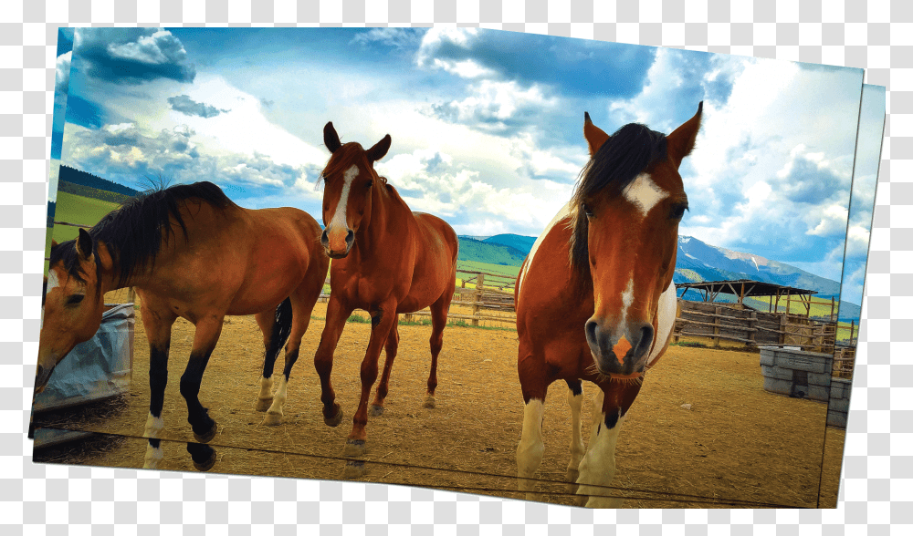 Mustang Horse, Mammal, Animal, Colt Horse, Outdoors Transparent Png