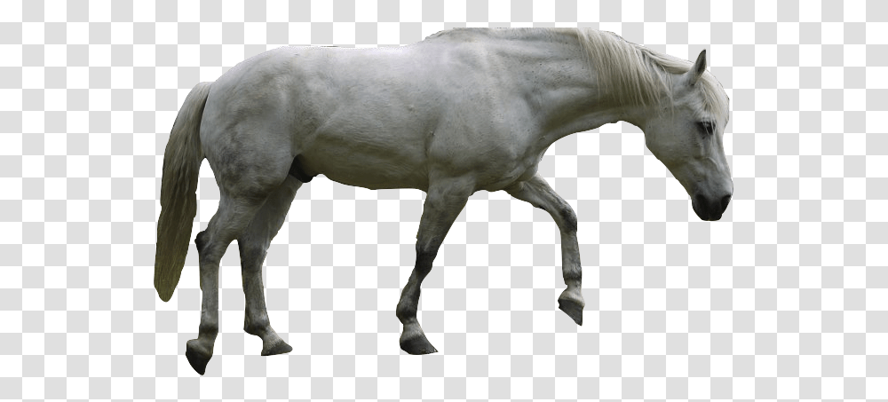 Mustang Vs Andalusian, Horse, Mammal, Animal, Wildlife Transparent Png
