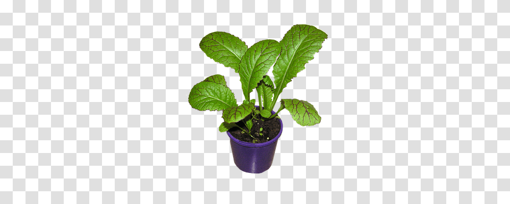 Mustard Food, Plant, Leaf, Potted Plant Transparent Png