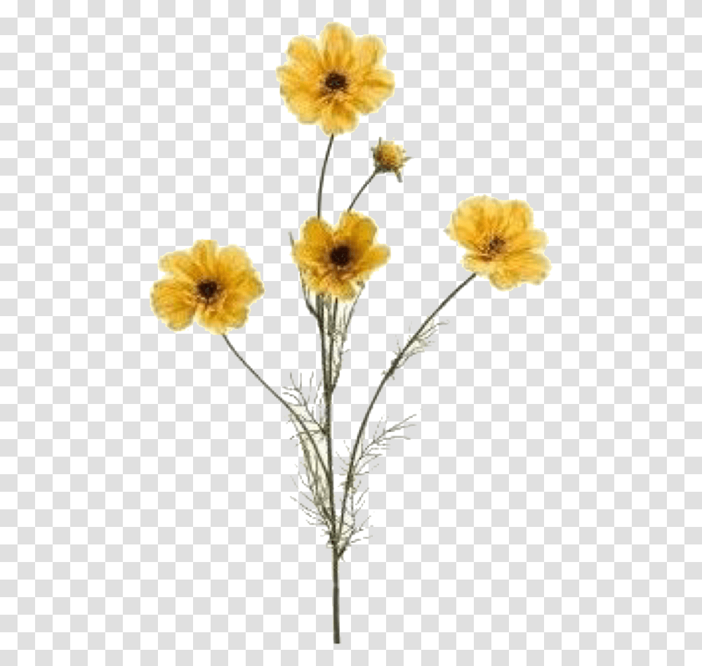 Mustard Colour Flowers, Plant, Blossom, Petal, Flower Arrangement Transparent Png