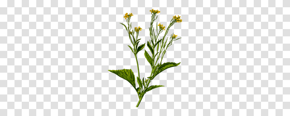 Mustard Plant Black Mustard Seed Mustard Oil, Flower, Blossom, Acanthaceae, Leaf Transparent Png