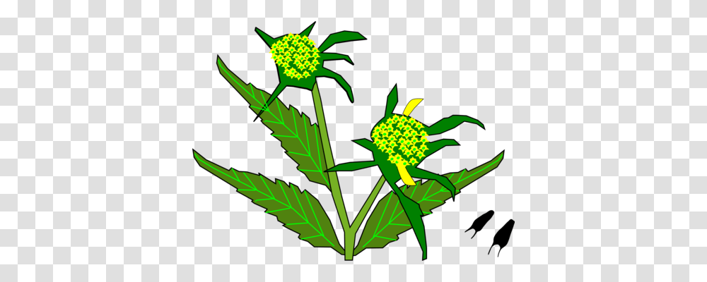Mustard Plant Parable Of The Mustard Seed, Flower, Blossom, Weed, Apiaceae Transparent Png