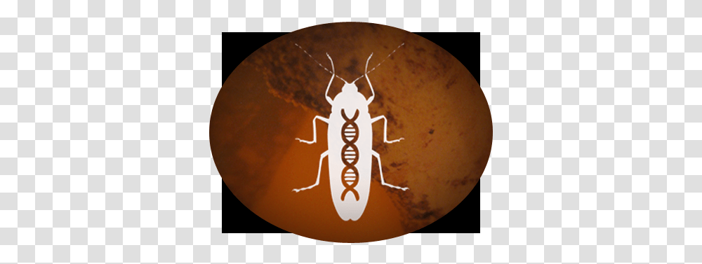 Mutants Projects Photos Videos Logos Illustrations And Parasitism, Insect, Invertebrate, Animal, Leisure Activities Transparent Png