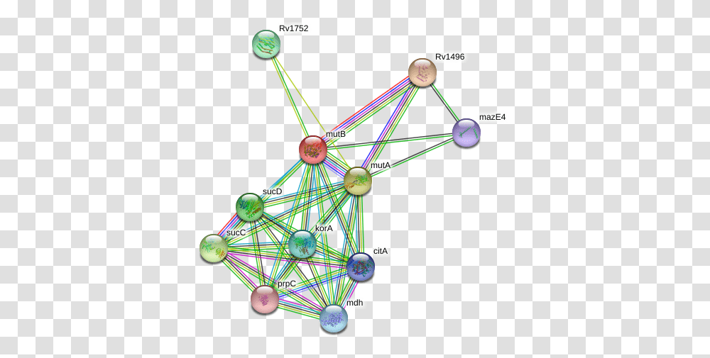 Mutb Protein Circle, Network, Diagram Transparent Png