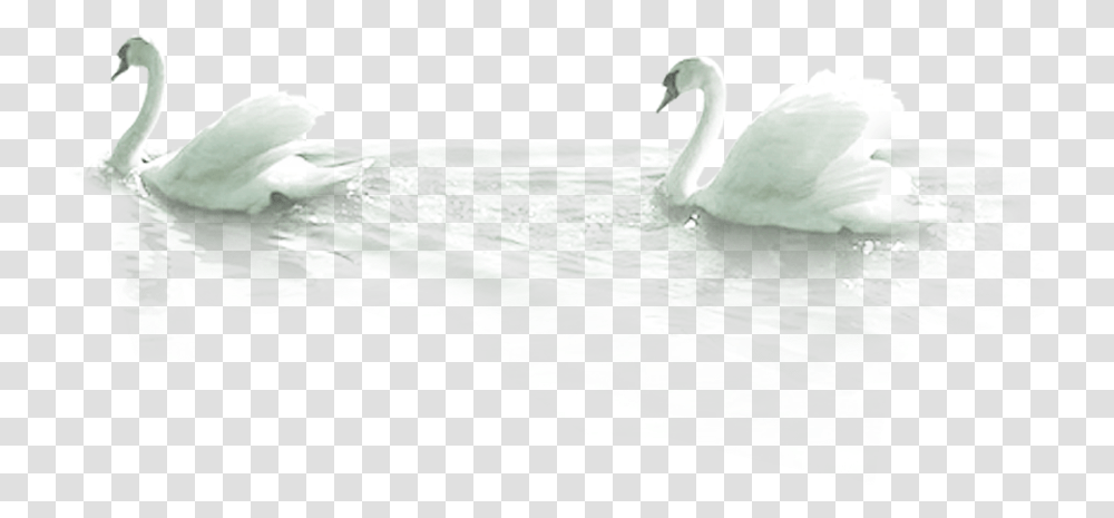 Mute Swan Bird Duck Swans, Animal, Waterfowl, Beak Transparent Png