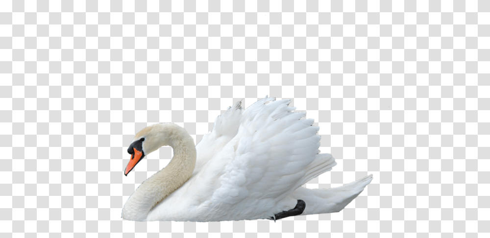 Mute Swan By Virgolinedan Swan, Bird, Animal, Penguin Transparent Png
