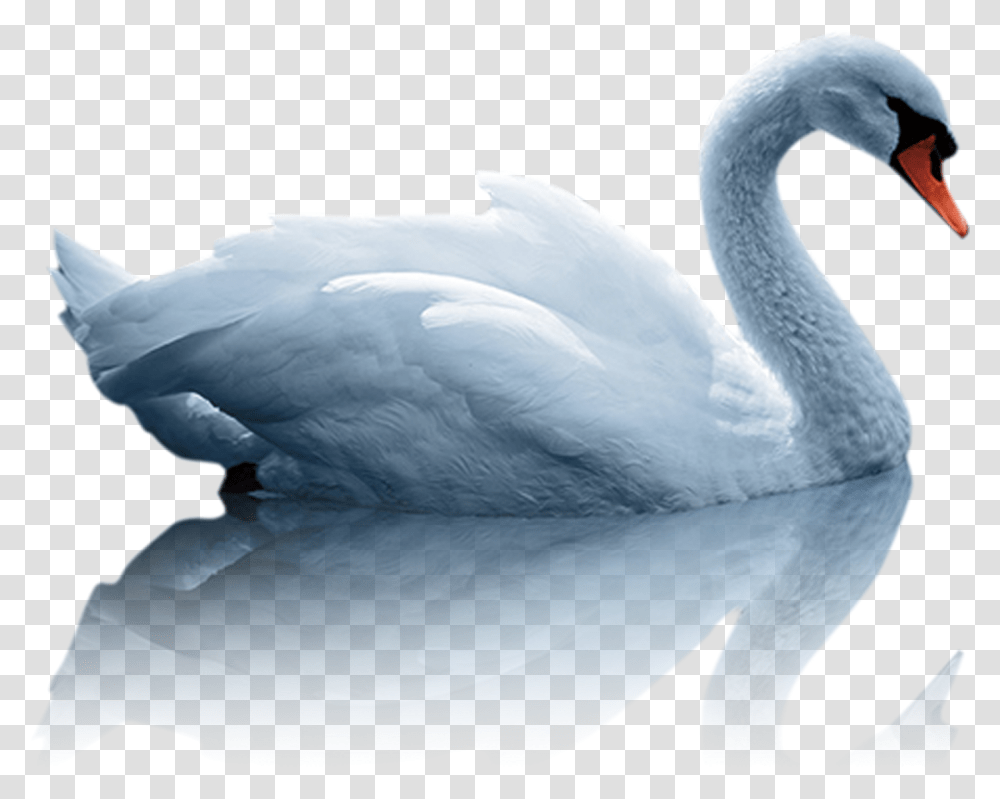 Mute Swan Duck White Duck In Water, Bird, Animal, Beak, Waterfowl Transparent Png
