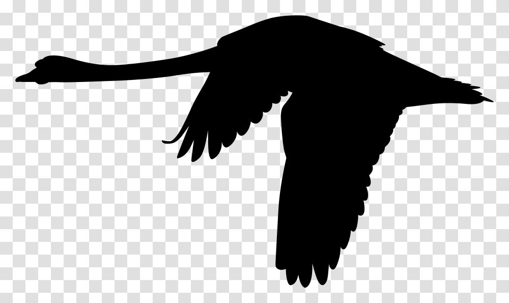 Mute Swan Flight Silhouette Clip Art Flying Black Swan Bird, Gray, World Of Warcraft Transparent Png