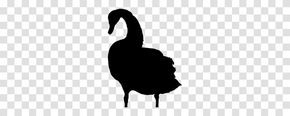 Mute Swan Goose Duck Anatidae Black Swan, Gray, World Of Warcraft Transparent Png