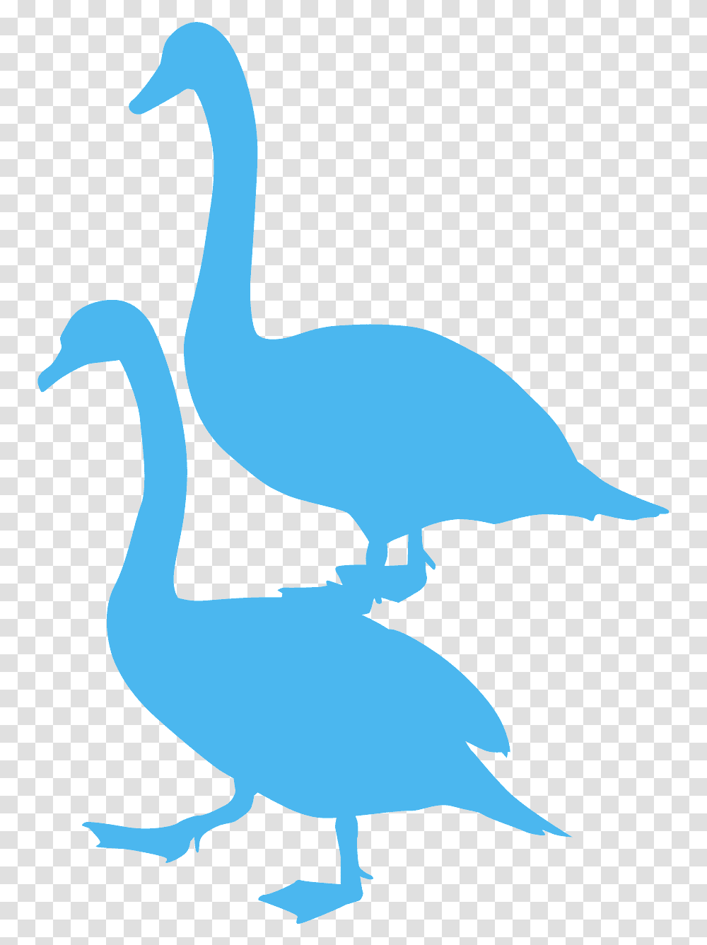 Mute Swan Silhouette, Animal, Bird, Dodo Transparent Png