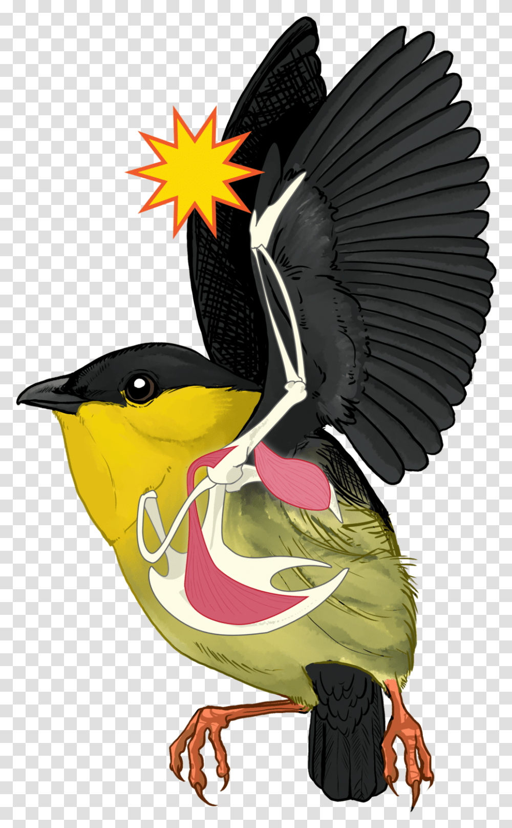 Mvit Anatomy Illustration, Bird, Animal, Beak, Finch Transparent Png