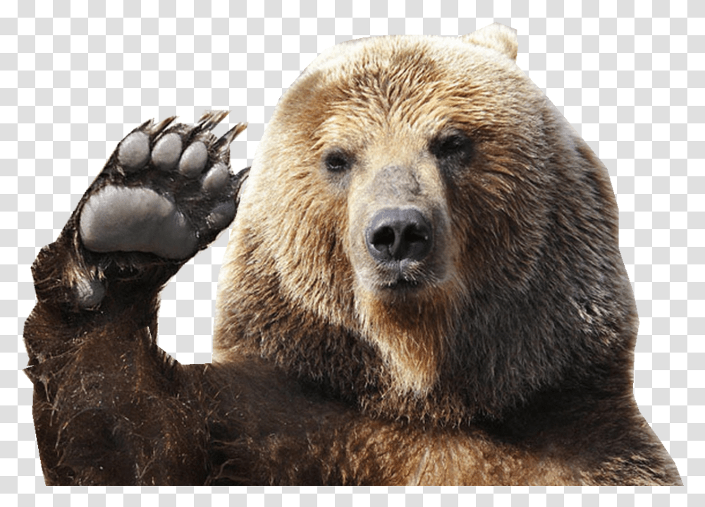 My Bear Gif Bear, Wildlife, Mammal, Animal, Brown Bear Transparent Png