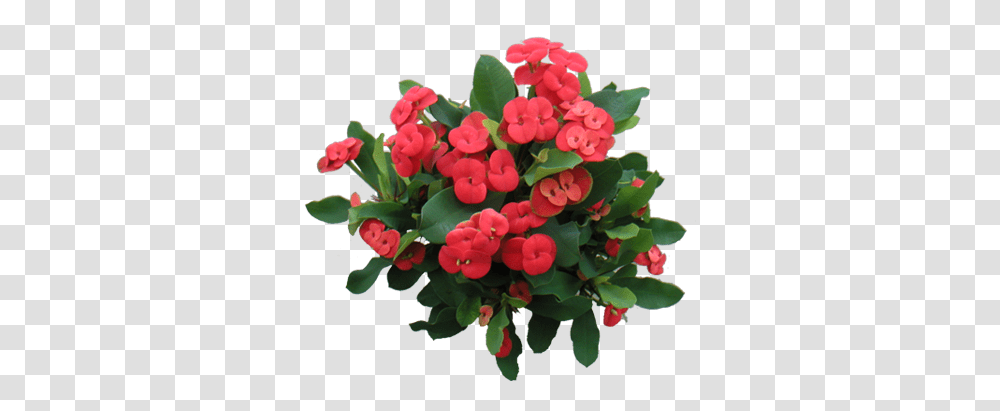 My Crown Of Thorns Looks Like This When It Blooms Euphorbia Milii, Plant, Flower, Blossom, Flower Bouquet Transparent Png