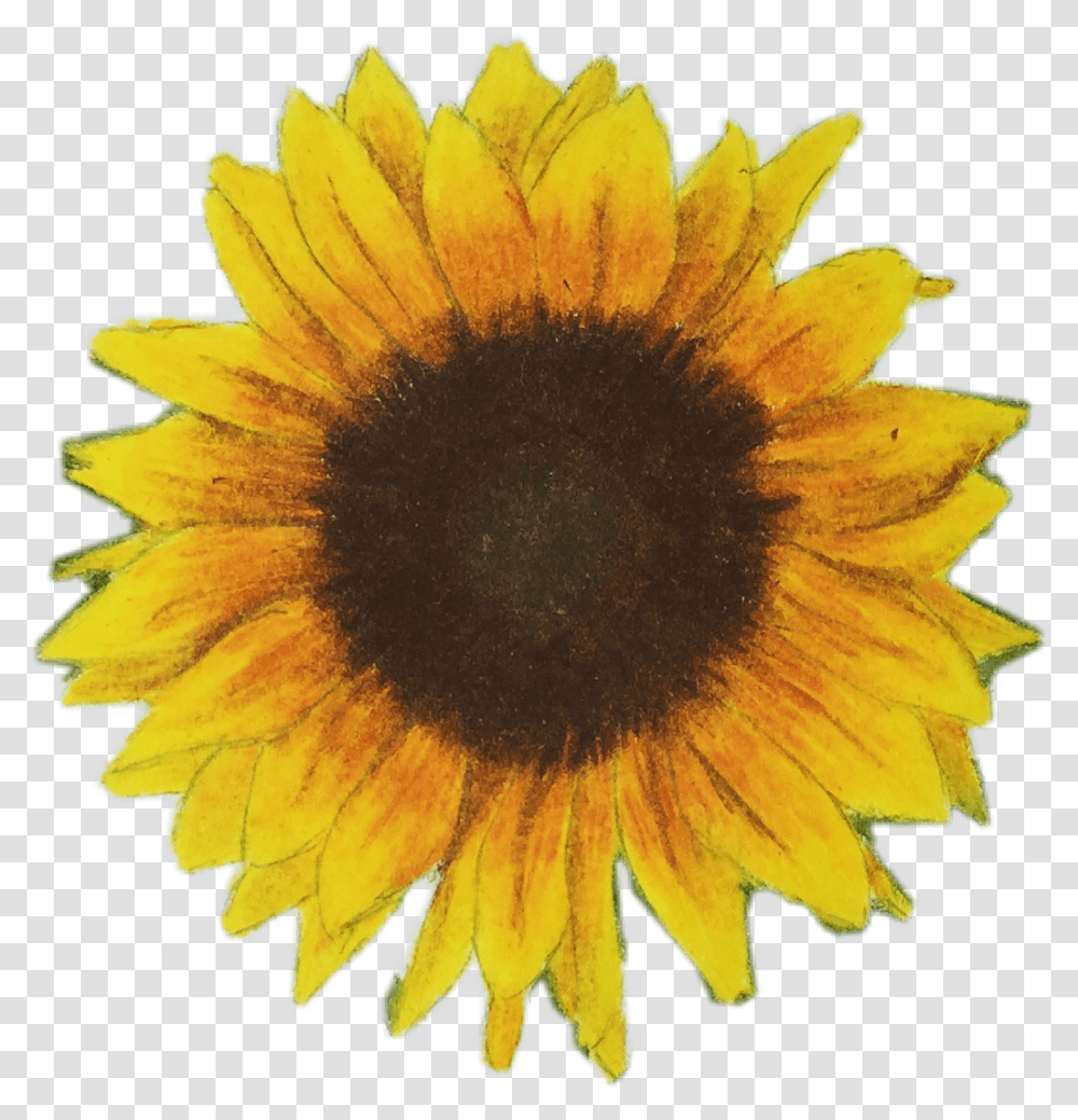 My Cute Sunflower Drawing As A Sticker Follow My Art, Plant, Blossom, Bird, Animal Transparent Png