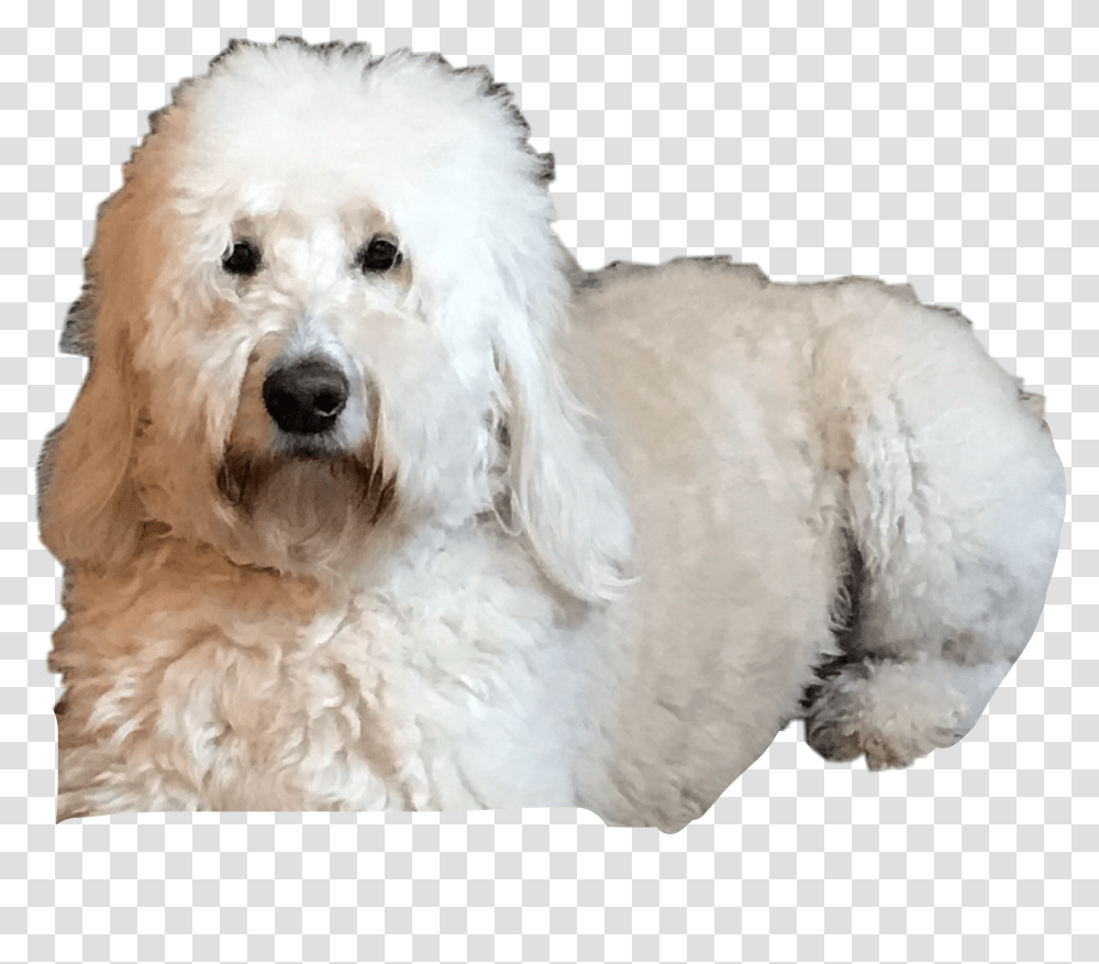 My Doggie Goldendoodle, Poodle, Pet, Canine, Animal Transparent Png