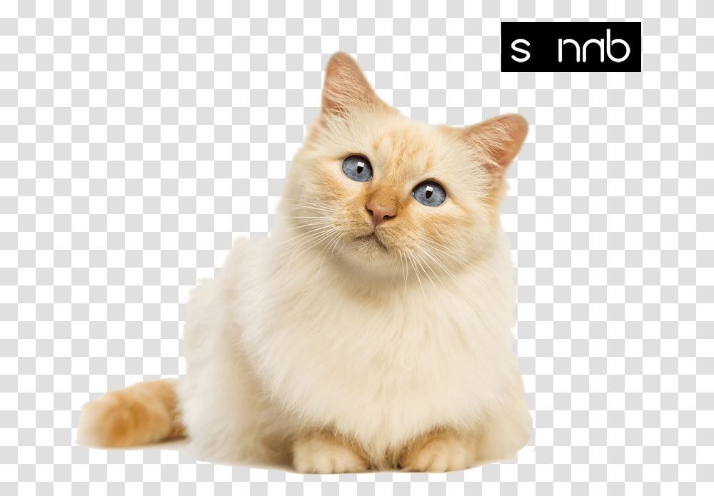 My Favourtie Cats Cats With Background, Pet, Mammal, Animal, Manx Transparent Png