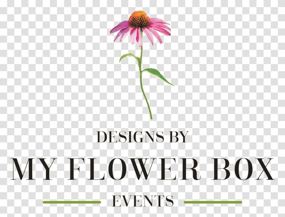 My Flower, Plant, Advertisement, Poster, Daisy Transparent Png