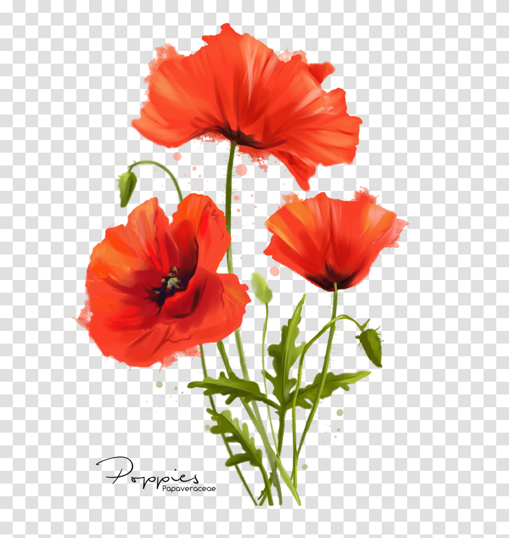 My Flowers Poppies Watercolor Painting, Plant, Blossom, Poppy