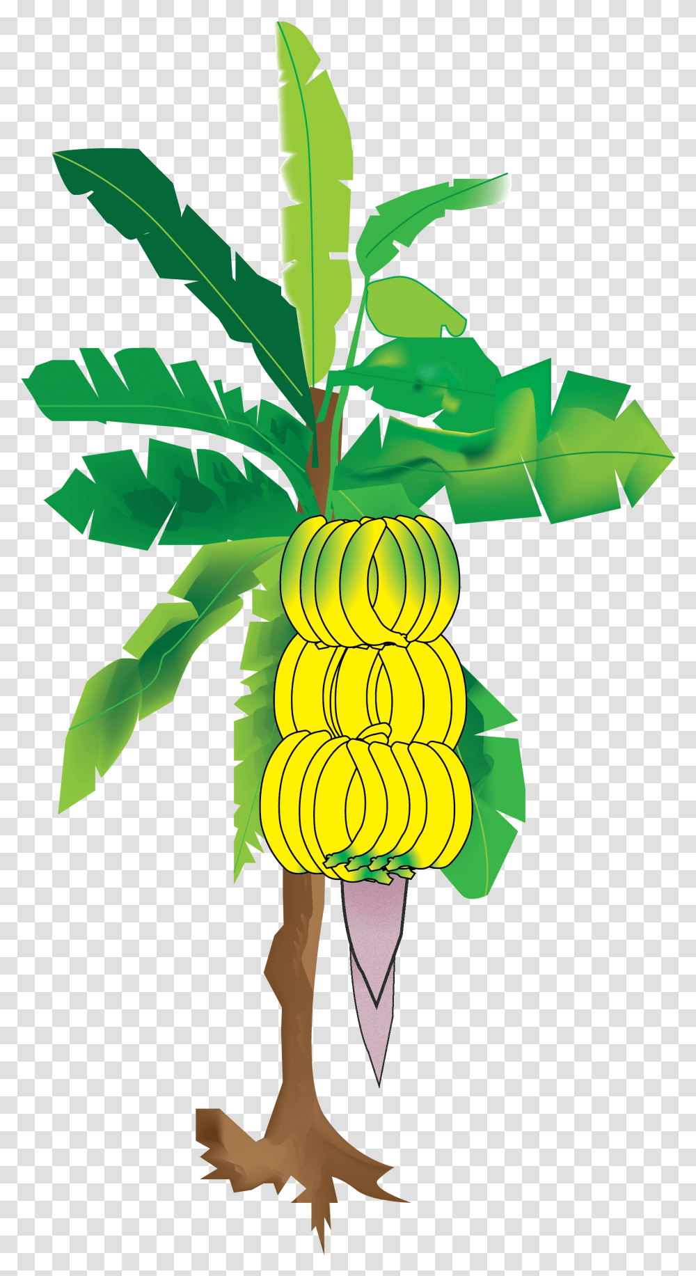 My Illustration Of The Banana Tree From Vector Banana Tree, Plant, Fruit, Food, Leaf Transparent Png