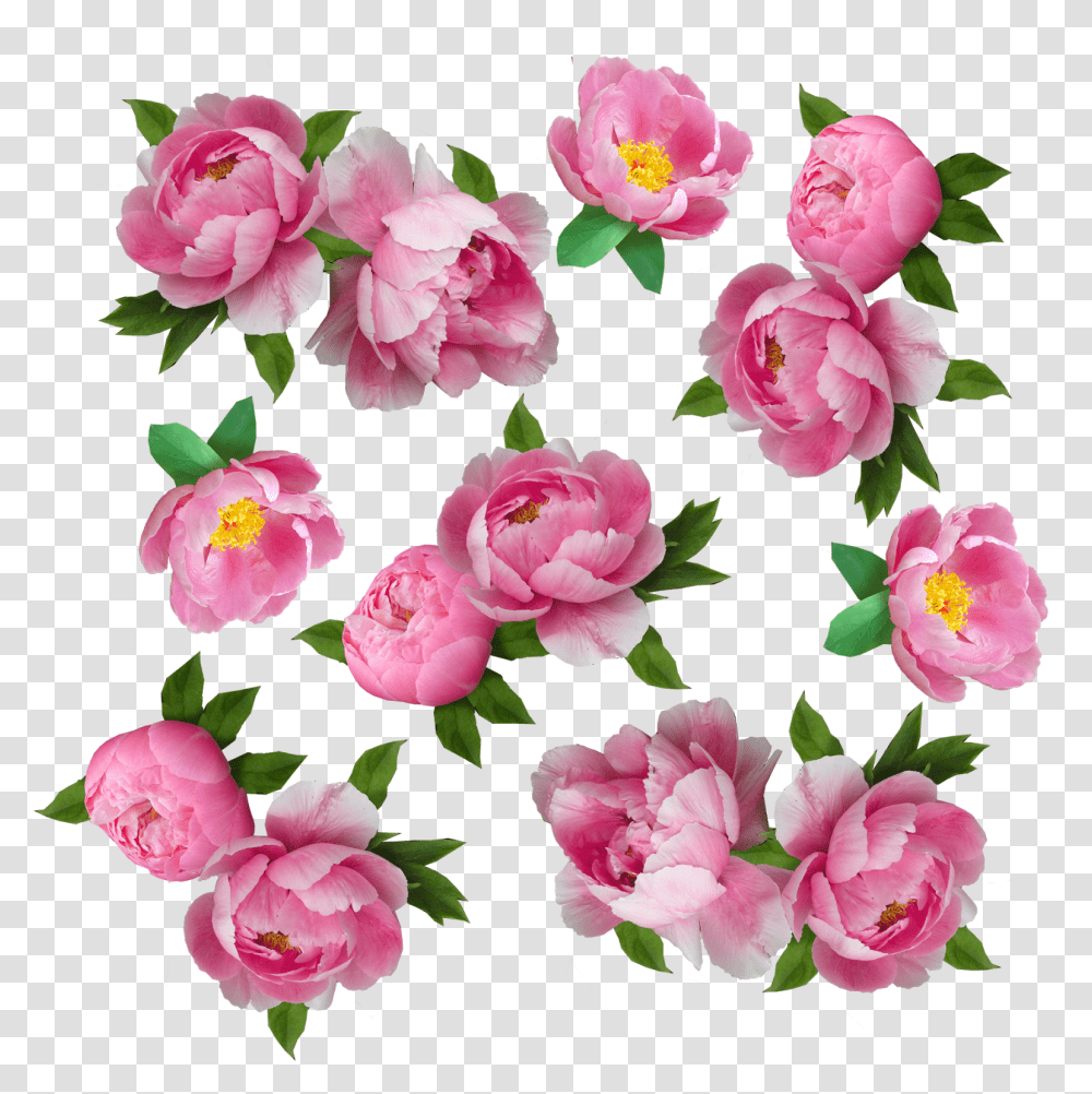 My Next Step Was To Make The Flowers Look More Like Flower, Plant, Blossom, Peony, Geranium Transparent Png