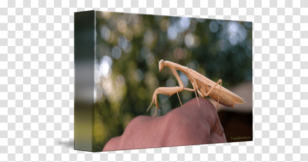 My Pet Pete The Praying Mantis 9 By Visual Artist Frank Bonilla Cricket, Person, Human, Insect, Invertebrate Transparent Png