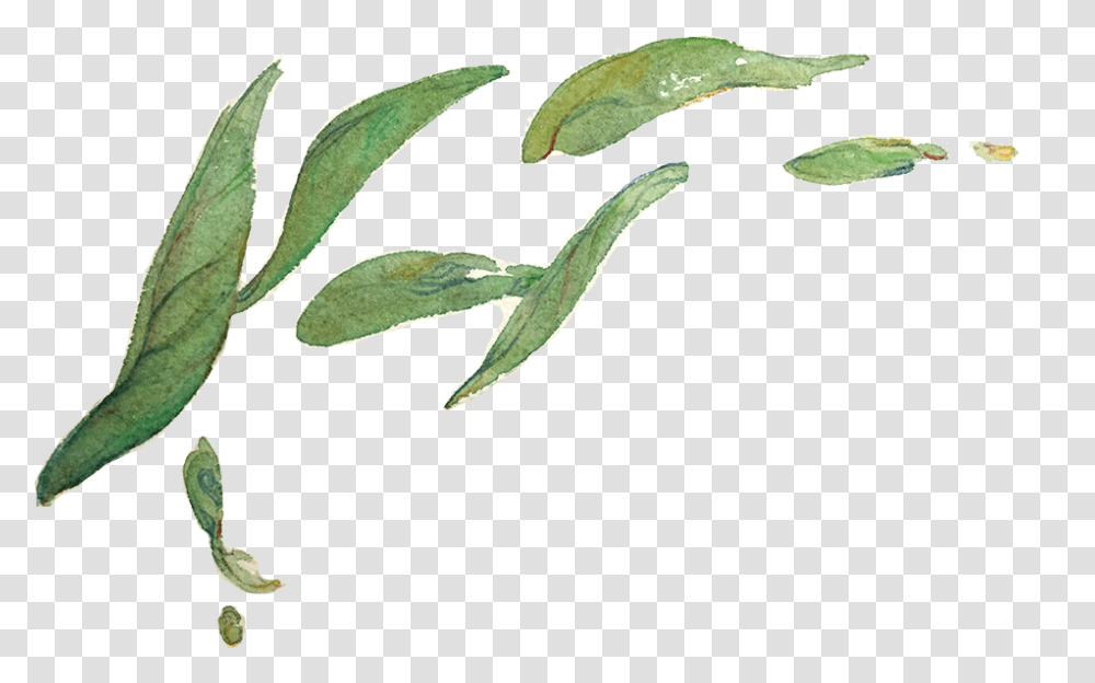 My Tea Leaves Study For A Zine Called Green Watercolor Background, Leaf, Plant, Animal, Sea Life Transparent Png