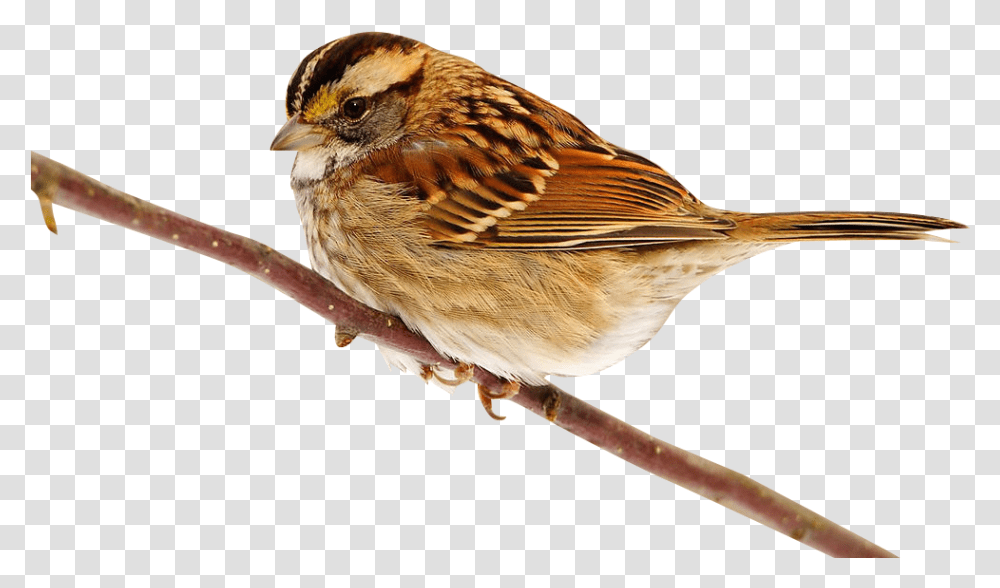 My Webpage, Bird, Animal, Sparrow, Finch Transparent Png