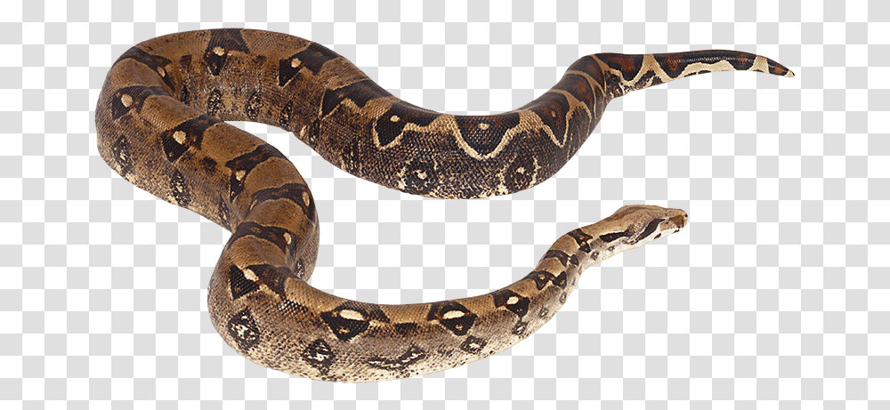 My Webpage Serpiente De Agua, Snake, Reptile, Animal, Anaconda Transparent Png